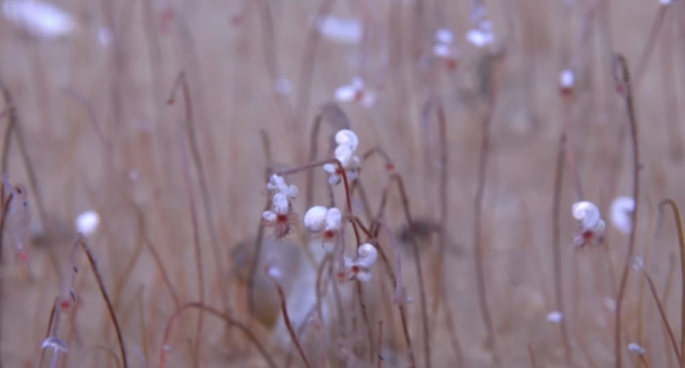 Colónias de vermes e moluscos descobertas a 10 km de profundidade