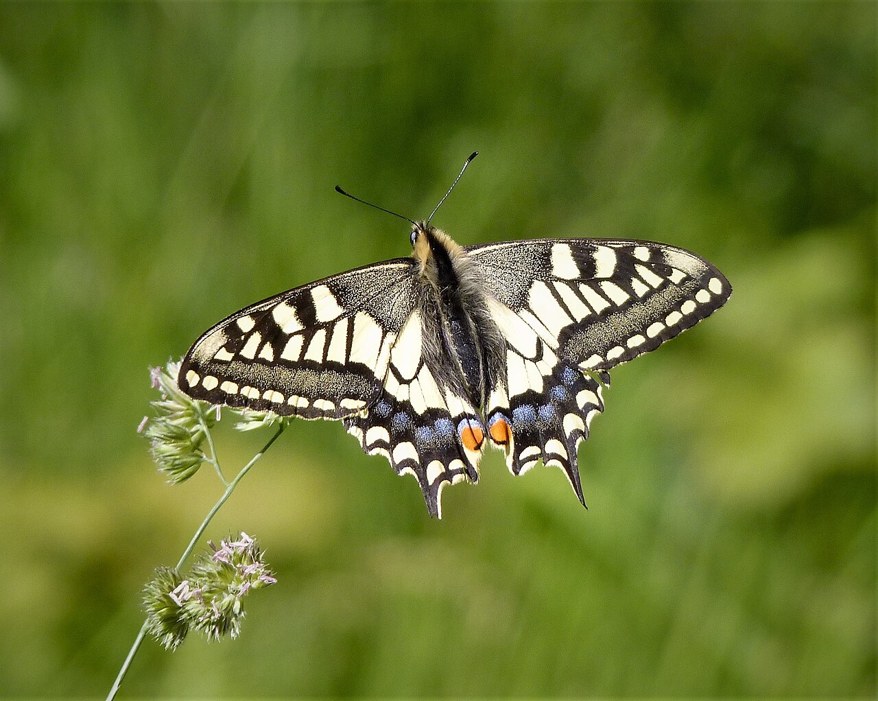 @wikimedia commons