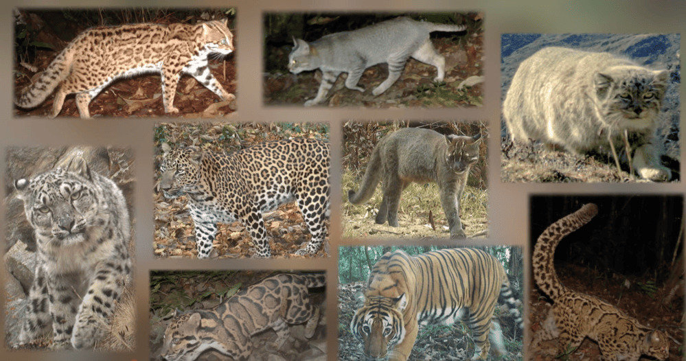 Foto reprodução do vídeo Felidae Fund