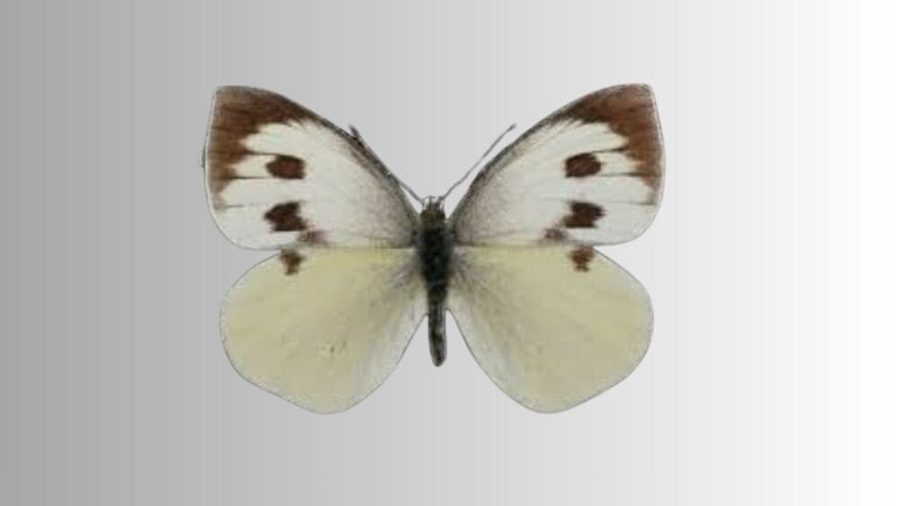 ONG lamenta confirmação da extinção de borboleta e alerta para perda de espécies