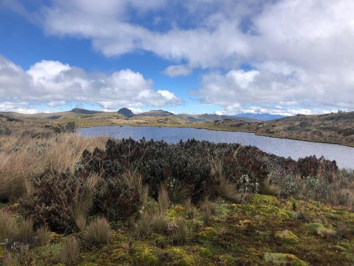 Keridwen (Kriddie) Whitmore