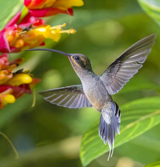Mais afiados, mais rígidos, mais Fortes: Pássaros Beija-flor machos desenvolvem bicos para lutar