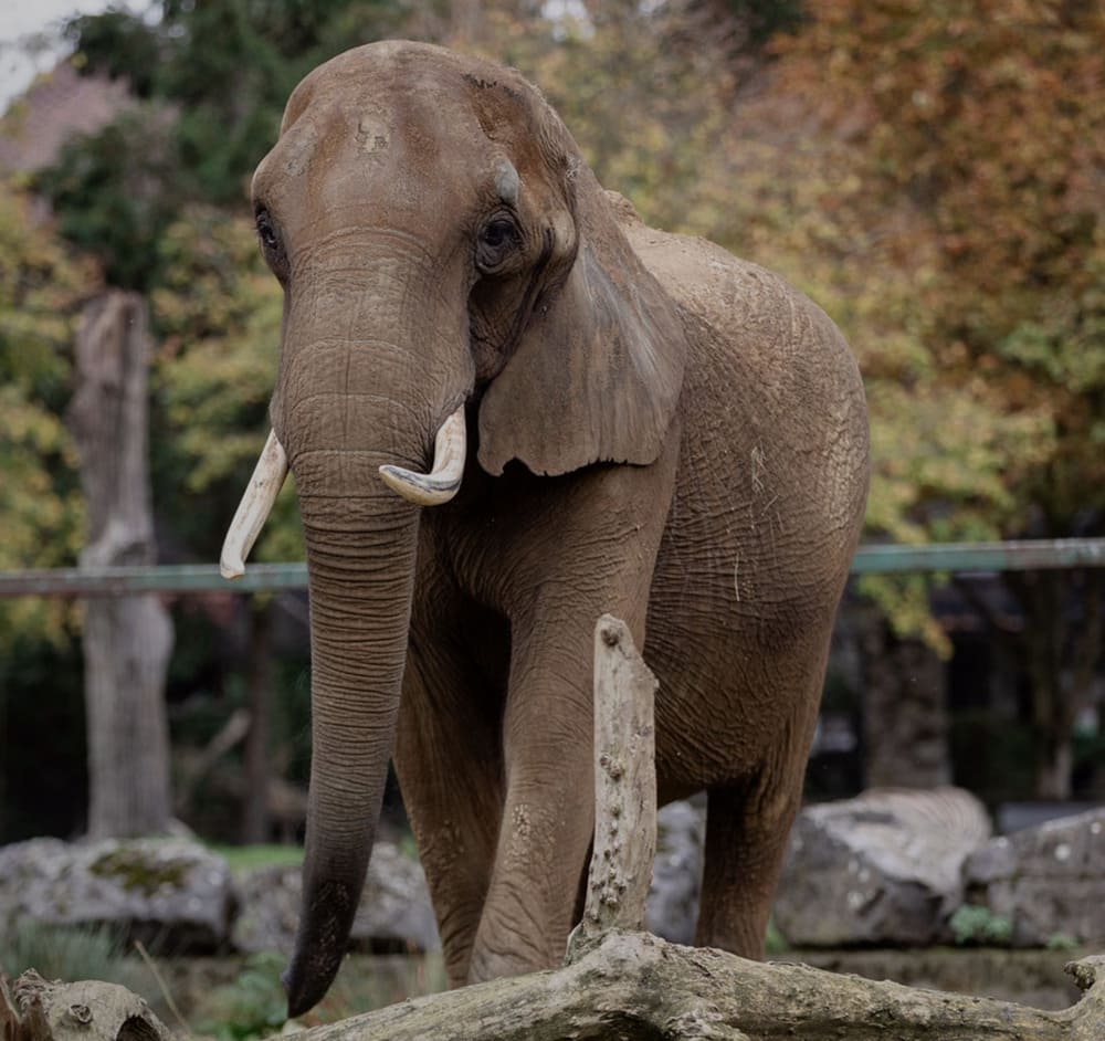 Elefante de zoo na Bélgica será o primeiro a chegar a santuário no Alentejo