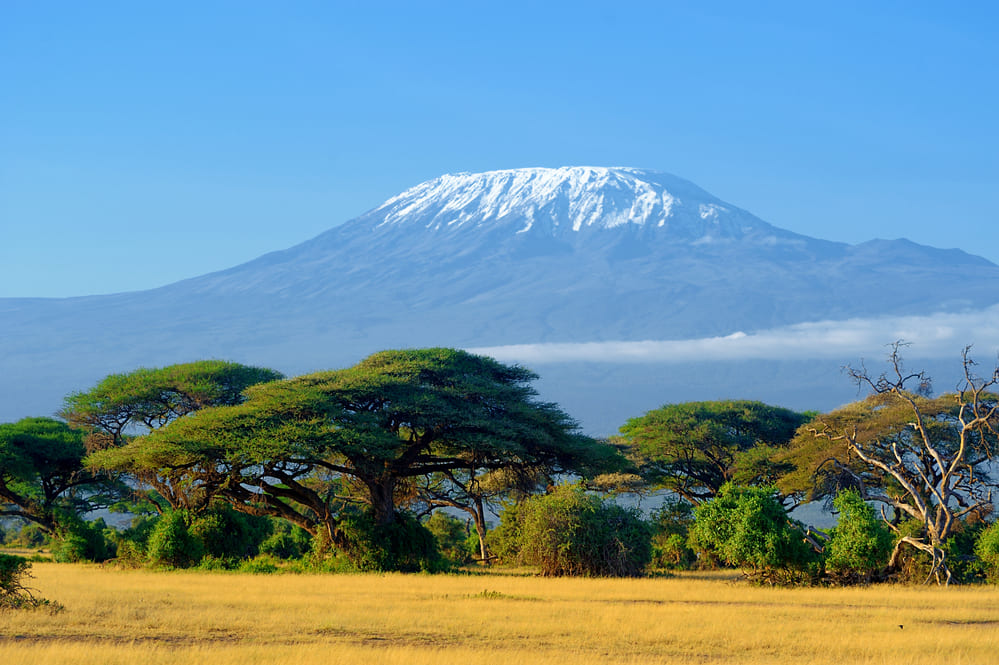 Kilimanjaro, a montanha mais alta de África perdeu 75% das suas espécies vegetais naturais em apenas um século