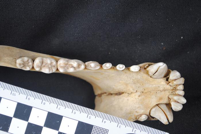 Cientistas descobrem quando os ursos “quebraram as regras” da dentição dos mamíferos